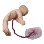 Chart Male genital organs, 50x70cm