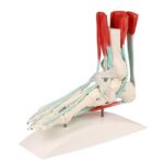 Flexible vertebral column