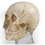 X-Ray Phantom Foot, opaque