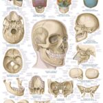 Chart "The human skeleton", 50x70cm