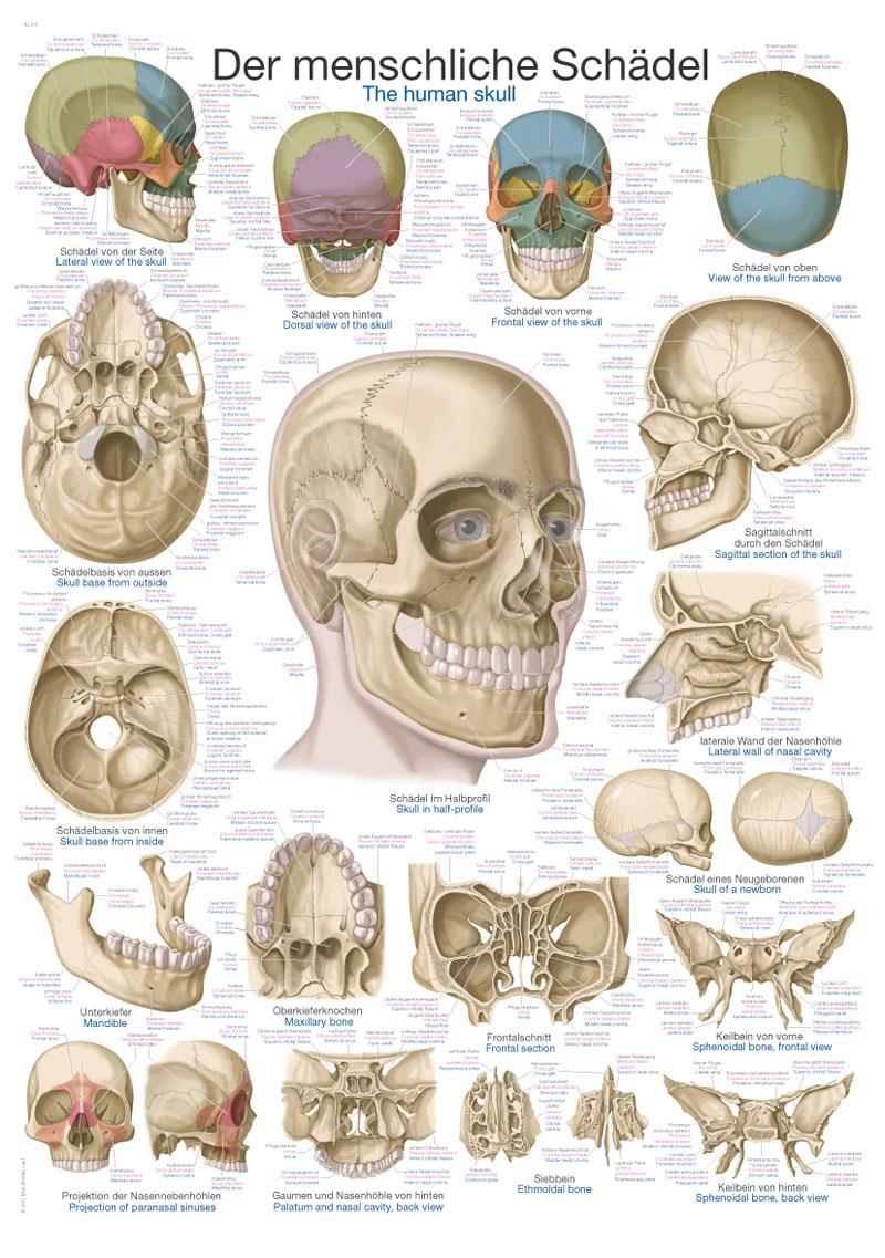 AL103_503yCKo20HmATjAz.jpg Chart "The human skeleton", 50x70cm - Görsel 1