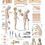Chart “The canine musculature”