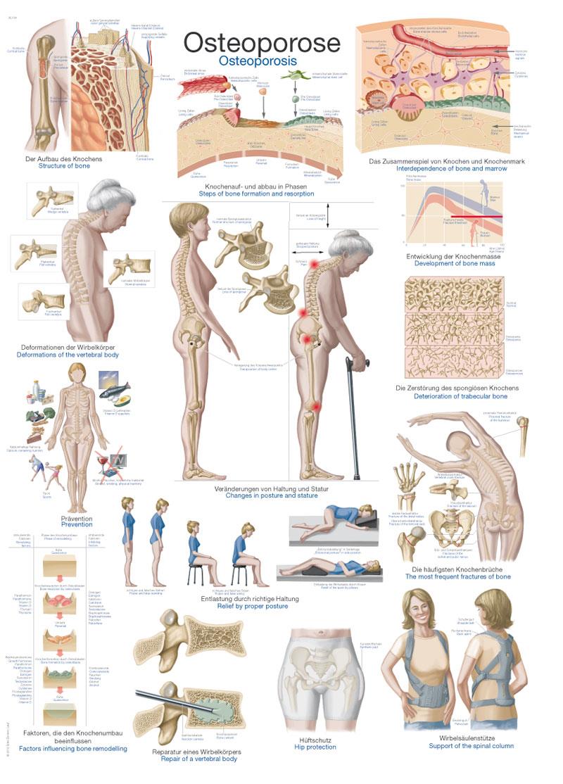 AL104_504_2zVgRMpGXa3f2L.jpg Chart “The canine musculature” - Görsel 1