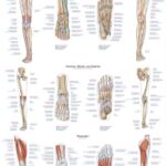 Chart Osteoporosis, 70x100cm