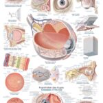 Chart The human heart, 70x100cm