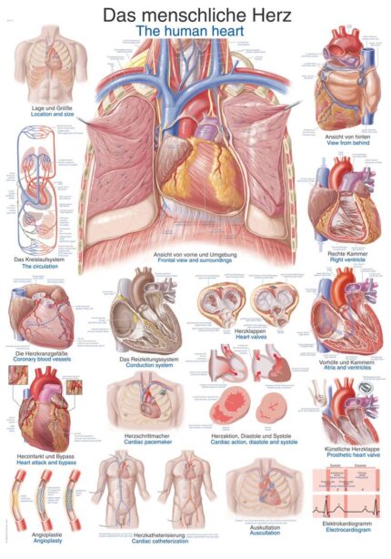 Chart Lower Limb, 70x100cm