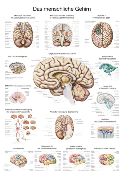 AL114_514zGy2NA8DFvf7y_600x600.jpg Meningioma - Görsel 1