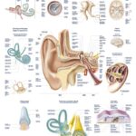 Chart Skin-Hair-Nails, 70x100cm