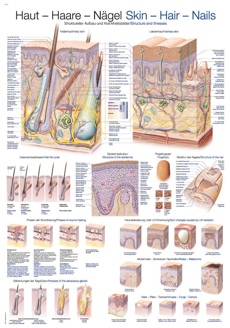 AL121_521h4lmLntFievCb.jpg Chart The human eye, 70x100cm - Görsel 1
