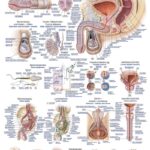 Chart Internal organs 50x70cm