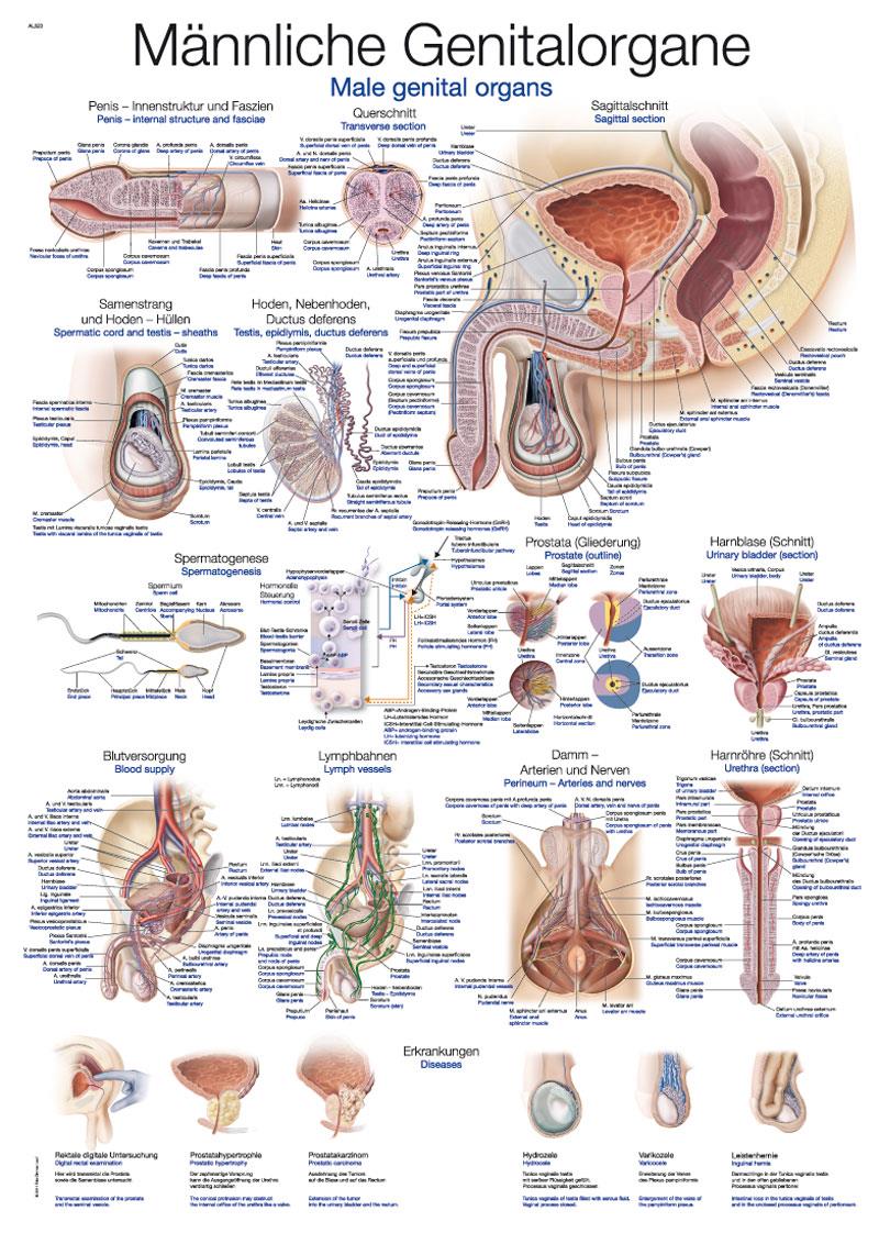 AL123_523_1270PxHQZpnnGt.jpg Chart Internal organs 50x70cm - Görsel 1
