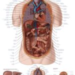 Chart The human ear, 70x100cm
