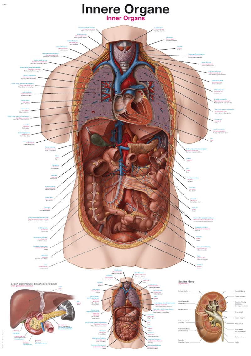 AL163_563_27AMSuqYTU9RiR.jpg Chart The human ear, 70x100cm - Görsel 1