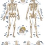 Chart The human muscles, 50x70cm