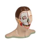 Foot skeleton with ligaments