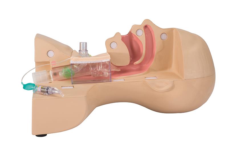 LM1061_1Uonvqbx7KzY2u.jpg Heart model, flexible, didactical version - Görsel 1