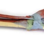 Head, Neck and Shoulder with angiosomes