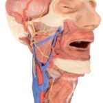 Forearm and hand - deep dissection