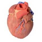 Head and visceral column of the neck