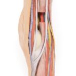 Knee Joint, extended