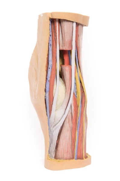 MP1830_1_1kYGFKTtUvJqkk_600x600.jpg Knee Joint, extended - Görsel 1