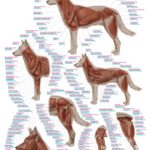 Chart “The equine musculature”
