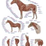 Chart The vertebral column, 70x100cm