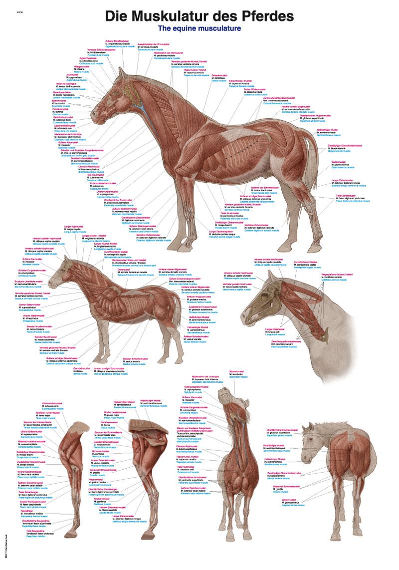 VL210_710_1Woqgygp70xN24.jpg Chart The vertebral column, 70x100cm - Görsel 1