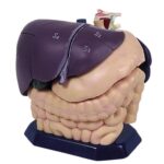 Tracheostomy management simulator
