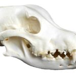 Dog Skeleton, assembled, small size dog