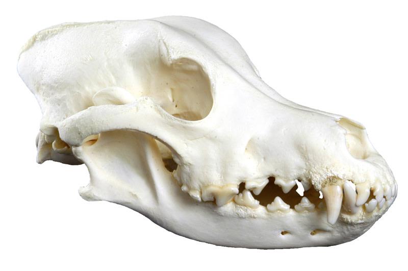 vet3085_1.jpg Dog Skeleton, assembled, small size dog - Görsel 1